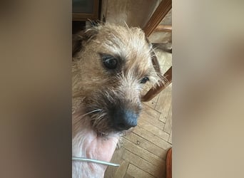 Klärchen sucht ihr Zuhause