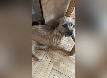 Klärchen sucht ihr Zuhause