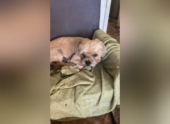 Peanuts - Zwergerl sucht Fürimmerzuhause