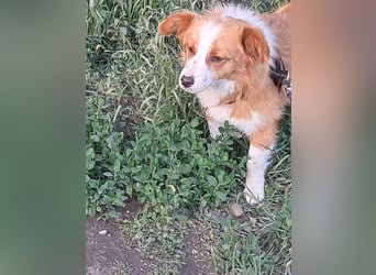 Benji, kleiner Hundemann auf der Suche nach dem Glück
