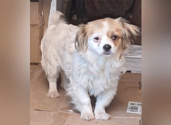 Lili, kleines Hundemädchen sucht ihr Glück