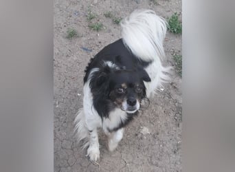 Maya - sanfte Hündin sucht ihr Glück