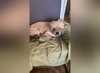 Peanuts - Zwergerl sucht Fürimmerzuhause