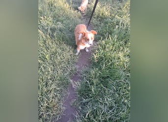 Benji, kleiner Hundemann auf der Suche nach dem Glück