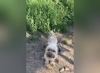 Pompom, kleines Wuschelmädchen sucht ihr Glück