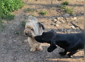 Pompom, kleines Wuschelmädchen sucht ihr Glück