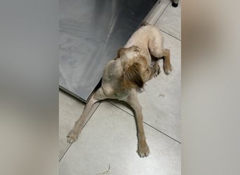 Bobita - mit 13 Jahren soll sein Leben endlich beginnen
