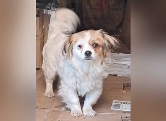 Lili, kleines Hundemädchen sucht ihr Glück