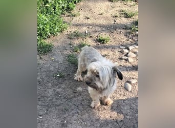 Pompom, kleines Wuschelmädchen sucht ihr Glück