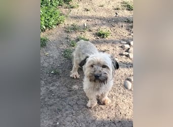 Pompom, kleines Wuschelmädchen sucht ihr Glück