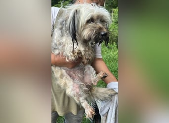 Pompom, kleines Wuschelmädchen sucht ihr Glück