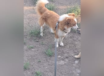 Benji, kleiner Hundemann auf der Suche nach dem Glück