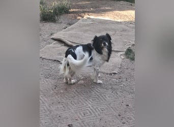 Maya - sanfte Hündin sucht ihr Glück
