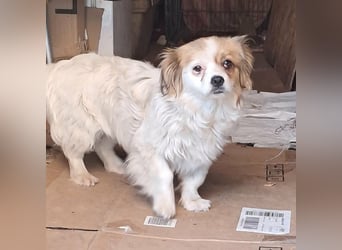 Lili, kleines Hundemädchen sucht ihr Glück
