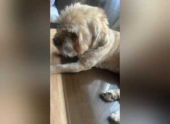 Peanuts - Zwergerl sucht Fürimmerzuhause