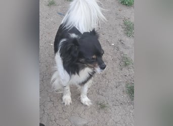 Maya - sanfte Hündin sucht ihr Glück