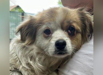 Lili, kleines Hundemädchen sucht ihr Glück