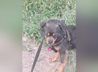 Fritzi, kleiner Hundemann auf der Suche nach dem Glück