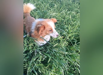 Benji, kleiner Hundemann auf der Suche nach dem Glück