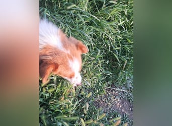 Benji, kleiner Hundemann auf der Suche nach dem Glück