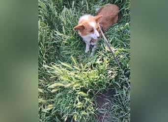 Benji, kleiner Hundemann auf der Suche nach dem Glück