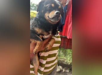 Fritzi, kleiner Hundemann auf der Suche nach dem Glück