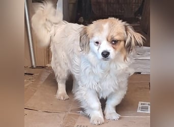 Lili, kleines Hundemädchen sucht ihr Glück