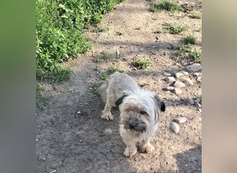 Pompom, kleines Wuschelmädchen sucht ihr Glück