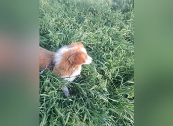 Benji, kleiner Hundemann auf der Suche nach dem Glück