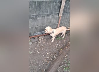 Peanuts - Zwergerl sucht Fürimmerzuhause