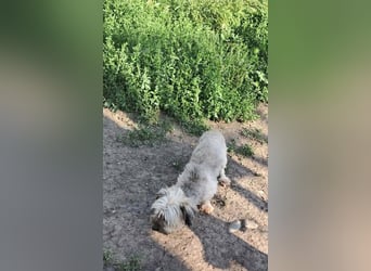 Pompom, kleines Wuschelmädchen sucht ihr Glück
