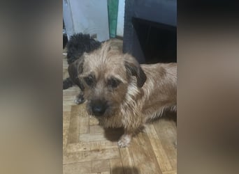 Klärchen sucht ihr Zuhause
