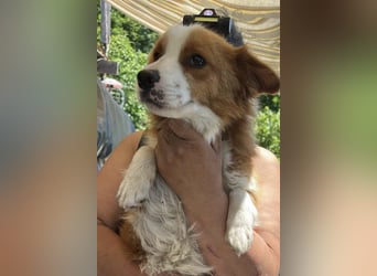 Benji, kleiner Hundemann auf der Suche nach dem Glück
