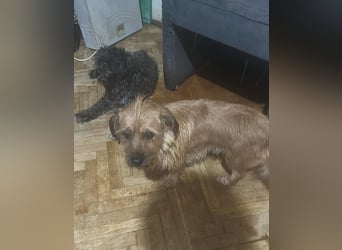 Klärchen sucht ihr Zuhause