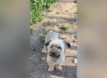 Pompom, kleines Wuschelmädchen sucht ihr Glück