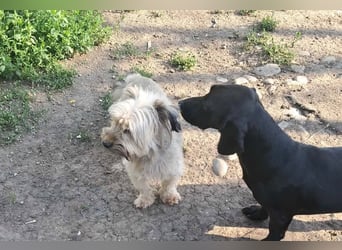 Pompom, kleines Wuschelmädchen sucht ihr Glück