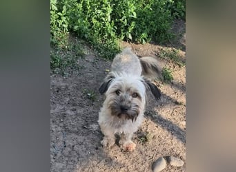Pompom, kleines Wuschelmädchen sucht ihr Glück