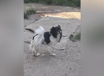 Maya - sanfte Hündin sucht ihr Glück