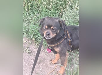 Fritzi, kleiner Hundemann auf der Suche nach dem Glück