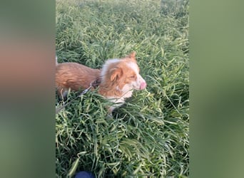 Benji, kleiner Hundemann auf der Suche nach dem Glück