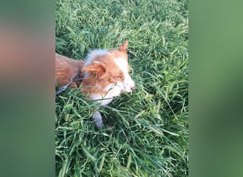 Benji, kleiner Hundemann auf der Suche nach dem Glück