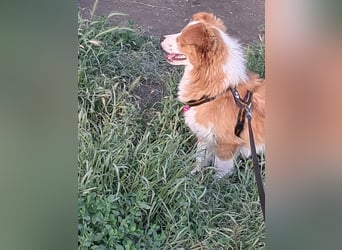 Benji, kleiner Hundemann auf der Suche nach dem Glück