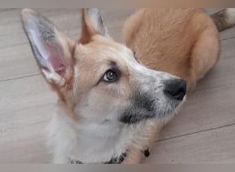 Lenny, ein menschenbezogener und aktiver Begleiter sucht noch einmal ein Zuhause