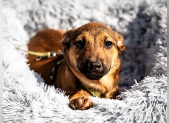 Mikado möchte endlich ankommen....