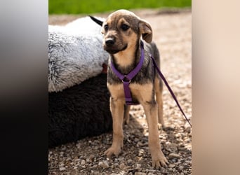 Galina sucht ihr Für-Immer-Zuhause!