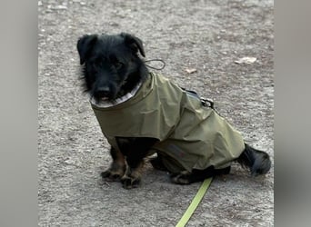 Kleiner Wirbelwind Selmin sucht Menschen zum Verlieben