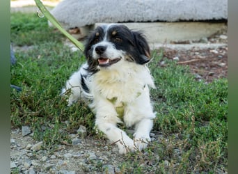 Maglino sucht sein für immer zu Hause...