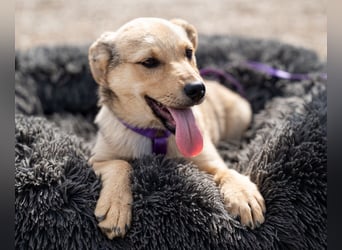 Wer schenkt Lisana ein zu Hause...