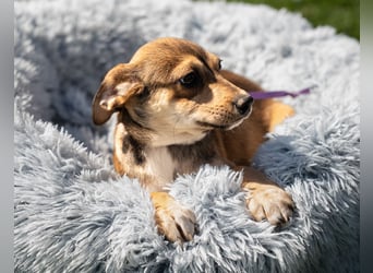 Anabella unser Herzenshund...