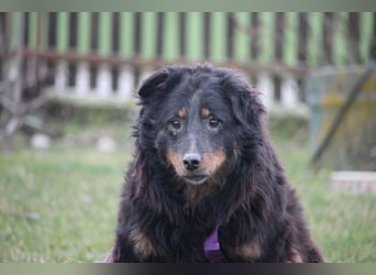 Wer schenkt HOLLY ein wunderschönes Zuhause....